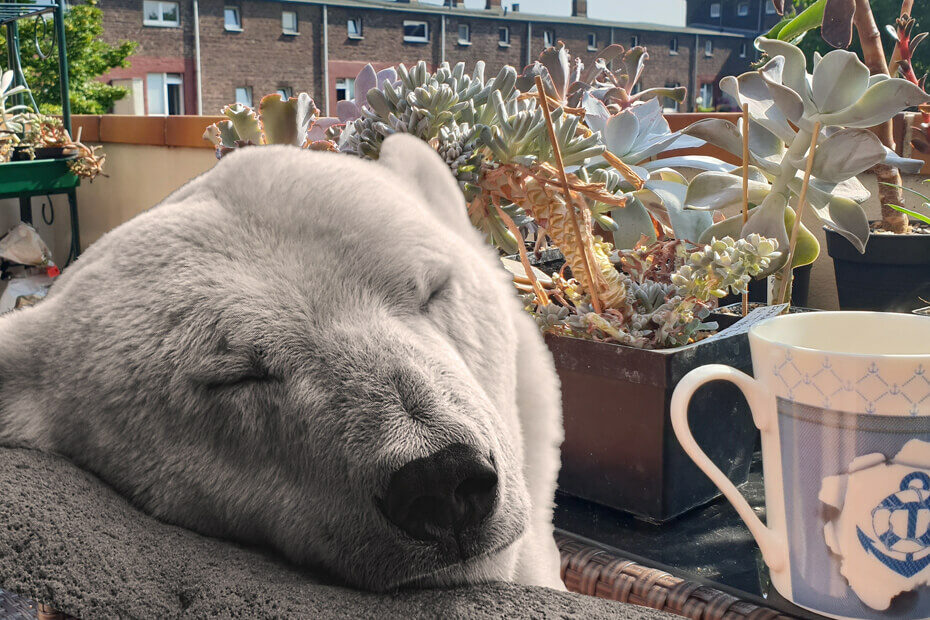 Ein Bär macht Pause - im Hintergrund sind verschiedene Sukkulenten zu sehen, die auf einem Balkontisch stehen.