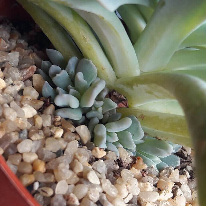 Neue Ableger an einer Echeveria.