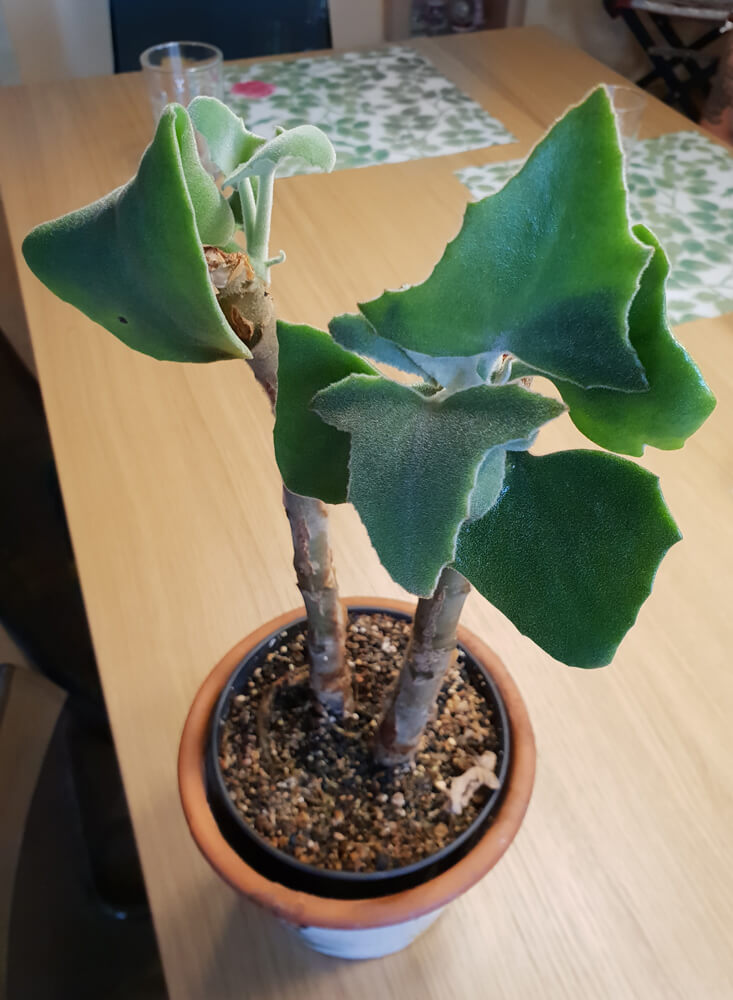 Neue Triebe an einer zurückgeschnittenen Kalanchoe beharensis.