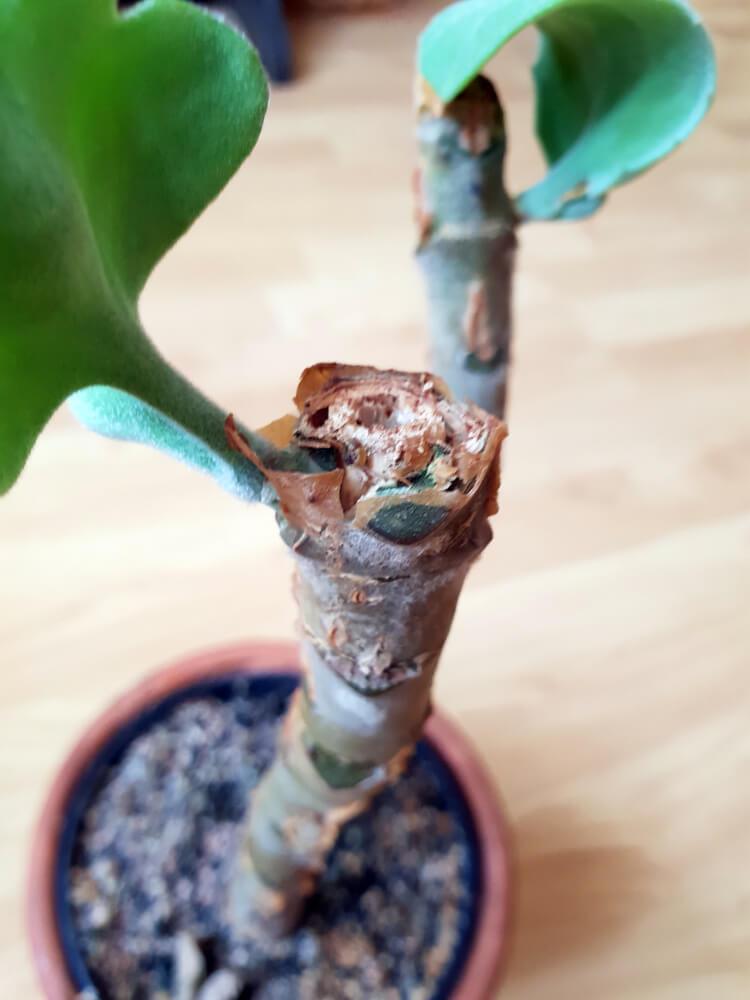 Die ehemalige Stelle des Rückschnitts einer Kalanchoe beharensis - aus den Seiten der Schnittstelle sind bereits neue Triebe gesprossen.