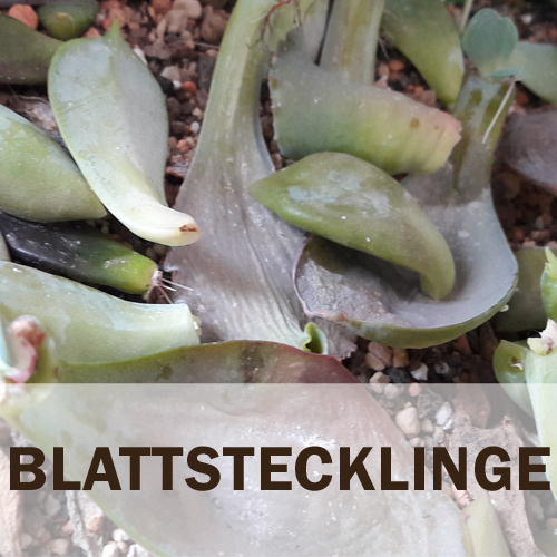 Ratgeber aus dem Sukkulenten-ABC: Blattstecklinge – wie funktioniert „leaf propagation“?