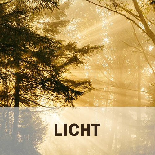 Lichteinfall im Wald.