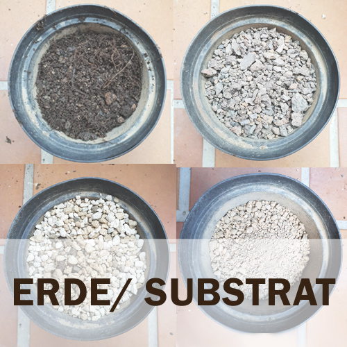 Ratgeber aus dem Sukkulenten-ABC: Erde – welches Substrat ist für Sukkulenten geeignet?