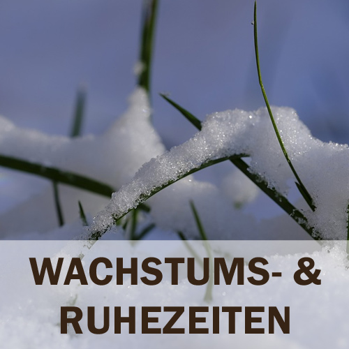 Ratgeber zum Thema Wachstums- und Ruhezeiten bei Sukkulenten.