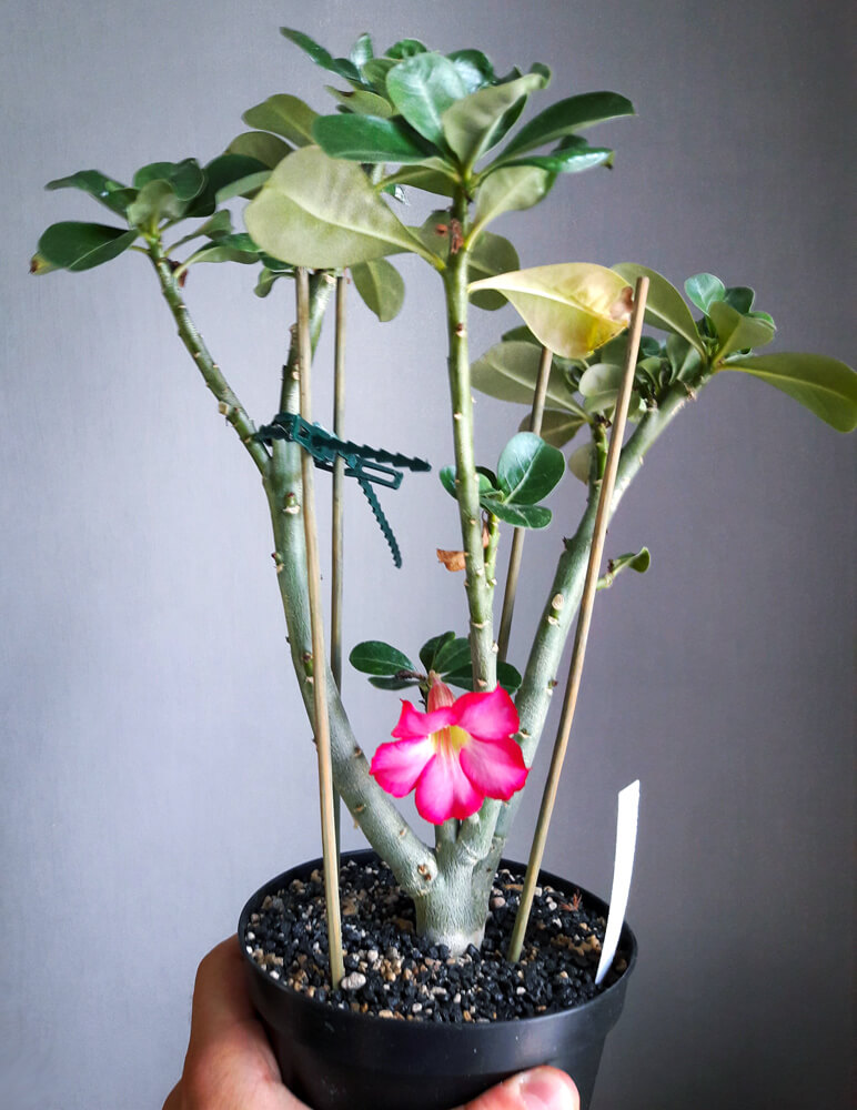 Ein Adenium obesum (Wüstenrose), die mittels Spiessen und Kabelbindern in Form gehalten wird.