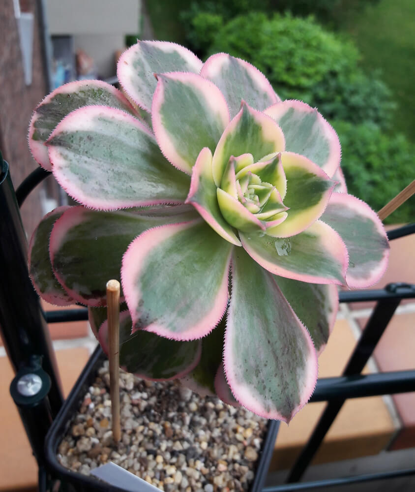 Die farbfrohe Rosette eines Aeonium "sunburst".