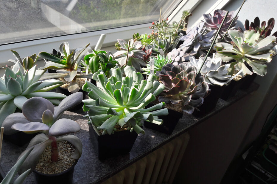 Verschiedene Arten von ausgewachsenen Echeverias auf einer schmalen Fensterbank.