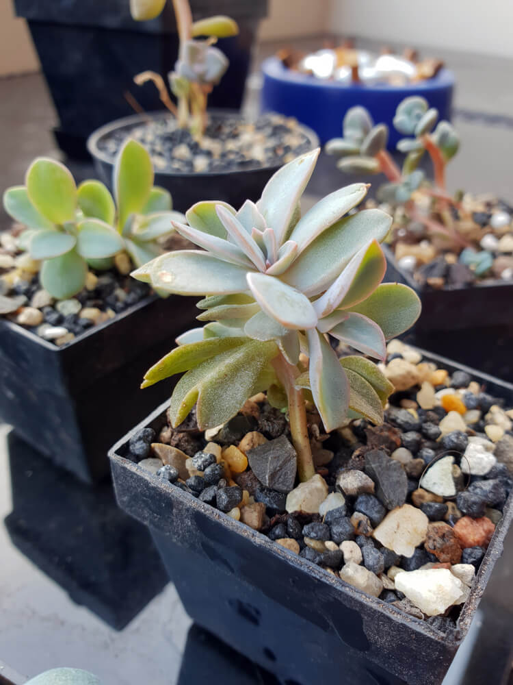 Verschiedene Jungpflanzen aus der Gattung Echeveria.