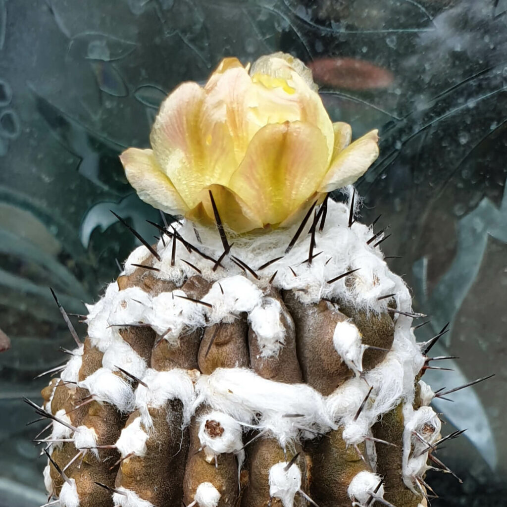 Die gelbe Blüte eines Copiapoa-Kaktus