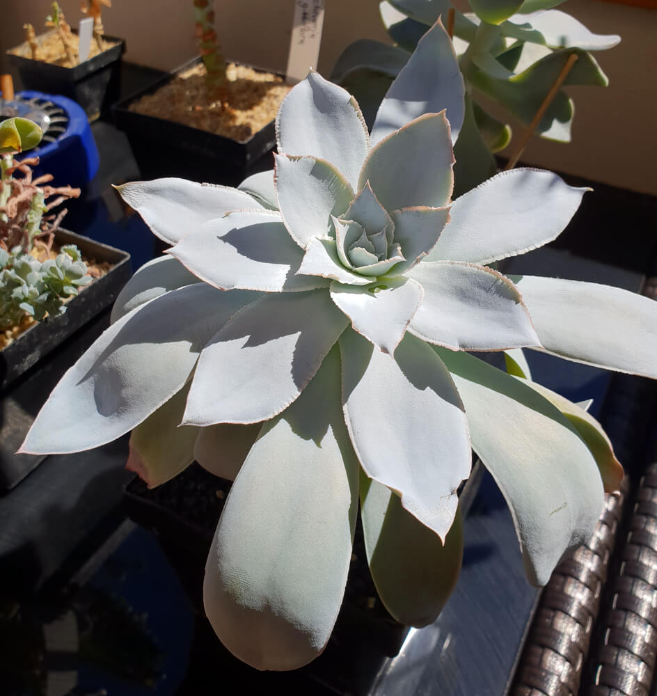 Eine Dudleya brittonii in praller Sonne auf dem Balkon.