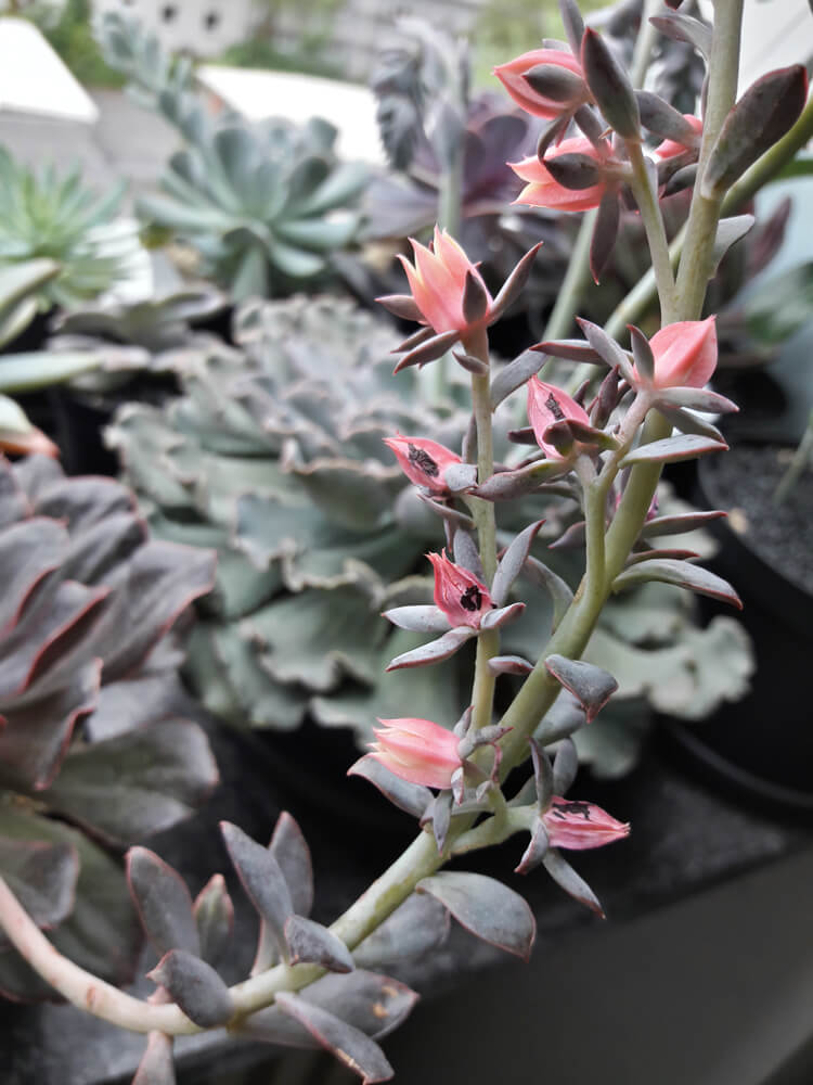 Blütentrieb einer Echeveria "painted frills".