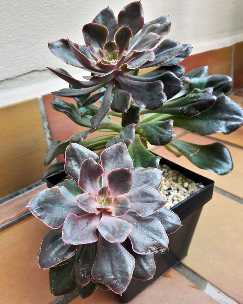 Eine Echeveria "painted frills", die im Sommer auf einem Balkon steht. Die Blätter haben eine intensive Färbung.