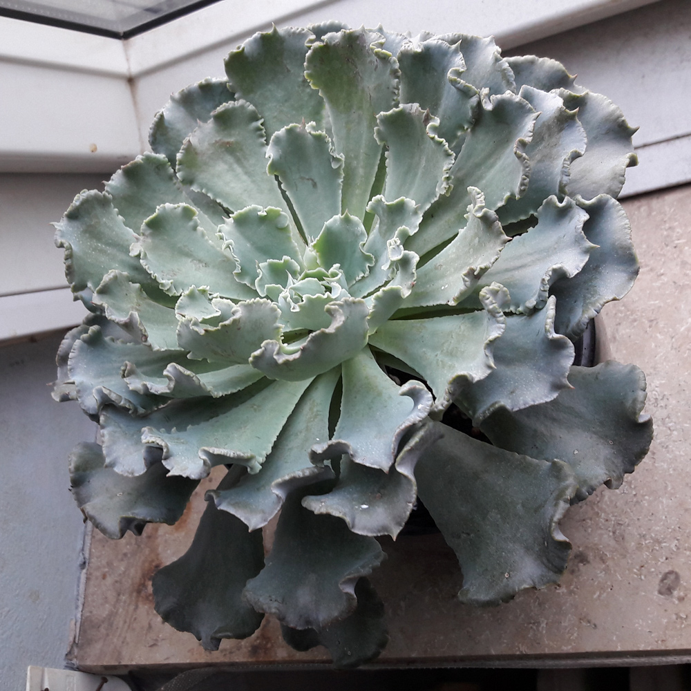 Eine Echeveria Shaviana, die auf einer Fensterbank steht.