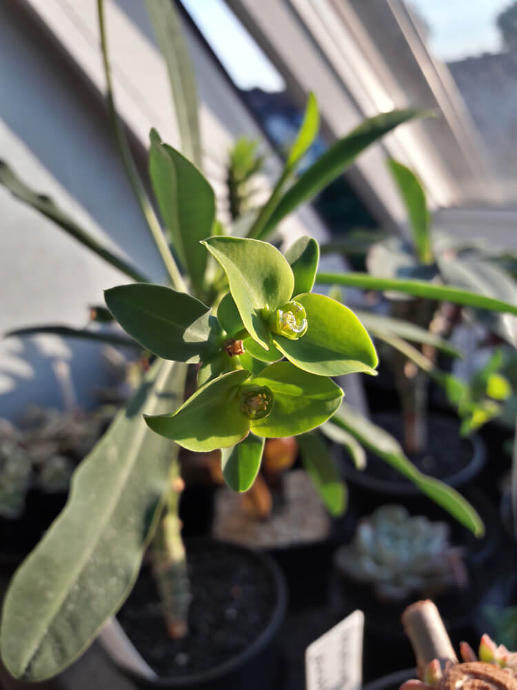 Blüte einer Euphorbia bubalina auf einer Fensterbank.