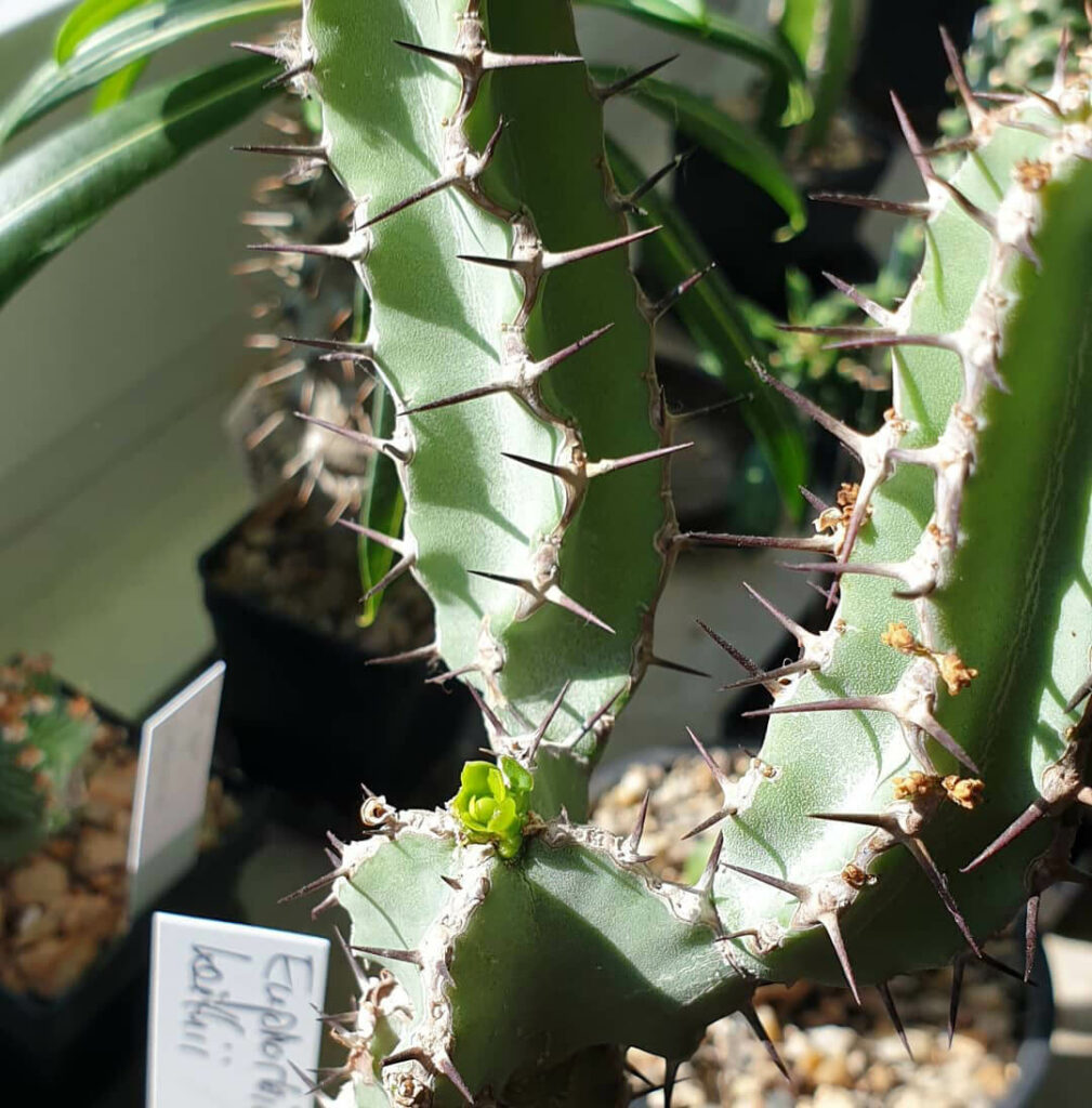 Neues Wachstum bei einer Euphorbia keithii.