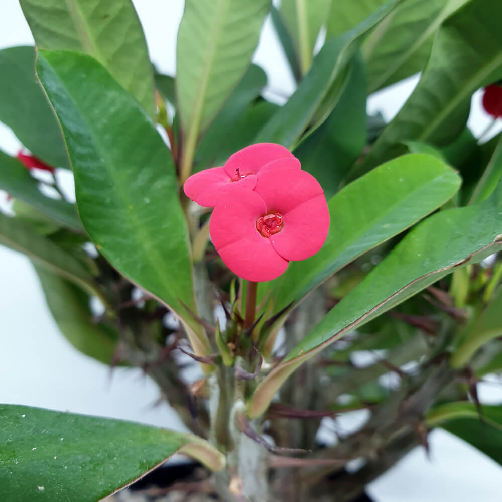 Rosafarbene Blüte einer Euphorbia milii (auch Christusdorn genannt)