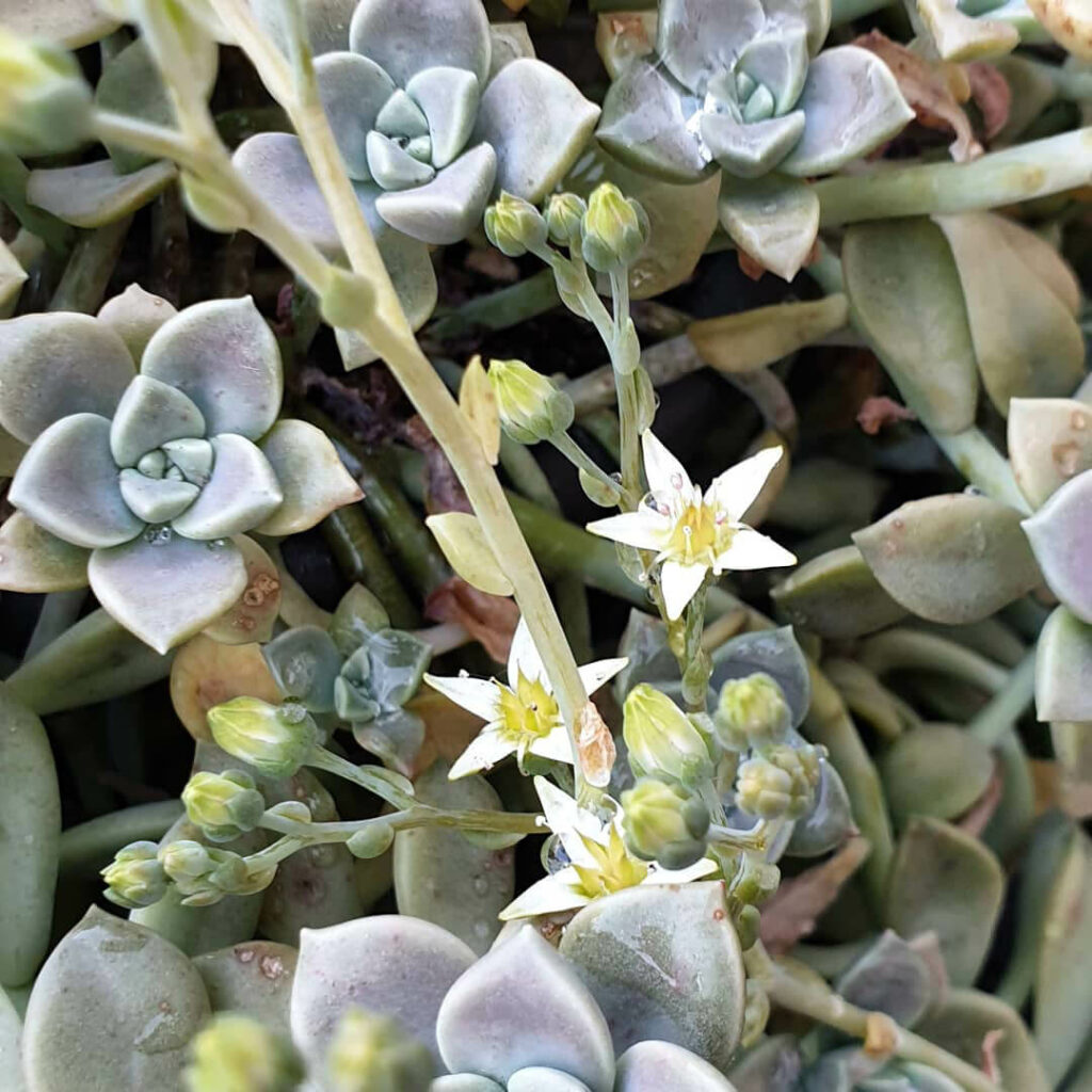 Blüten bei einem Graptopetalum bernalense.