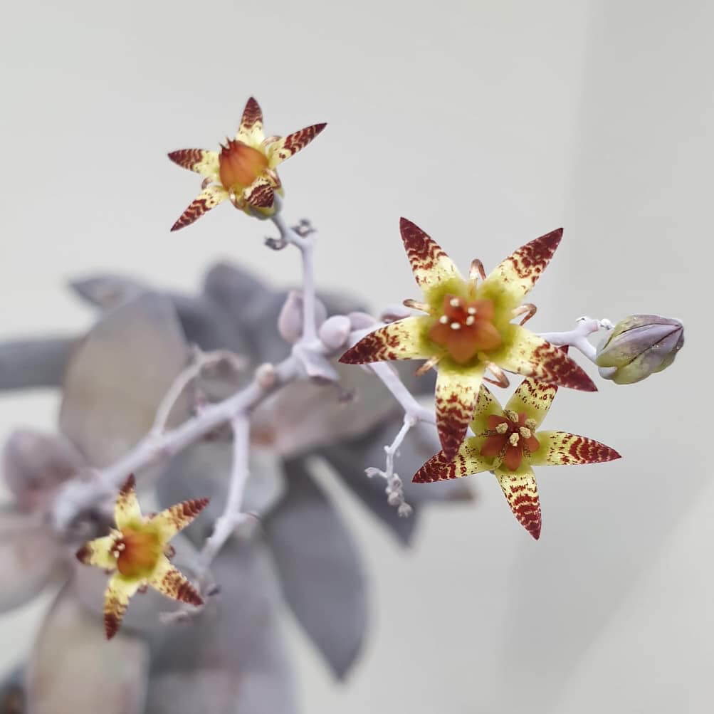 Blüte eines Graptopetalum petandrum superbum