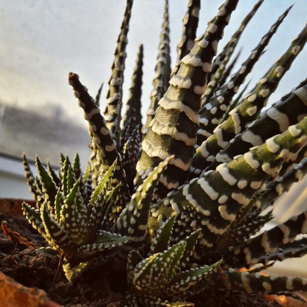 Eine Haworthia fasciata "big band" mit Ablegern