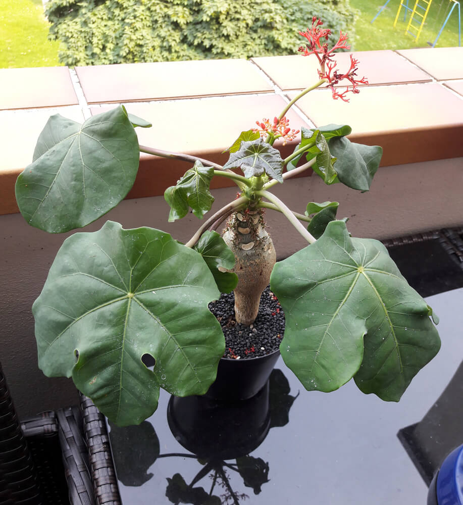 Eine Jatropha mit großen Blättern, die draußen auf einem Balkontisch in der Sonne steht.