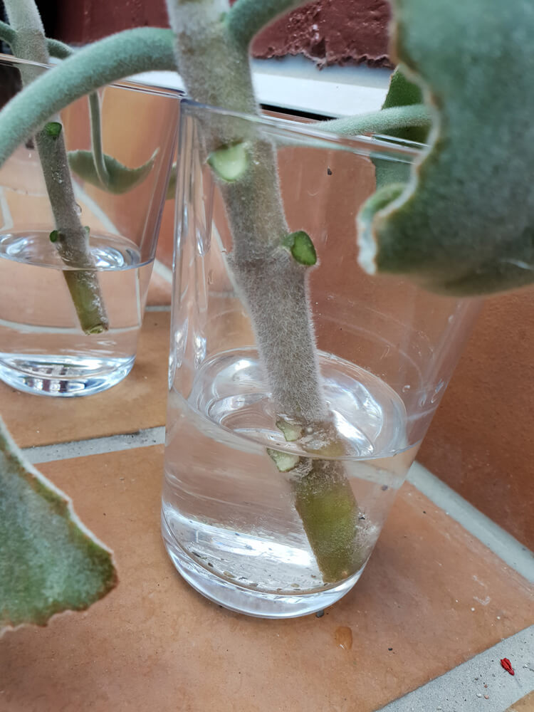 Kalanchoe Stecklinge in einem Glas Wasser zwecks Bewurzelung