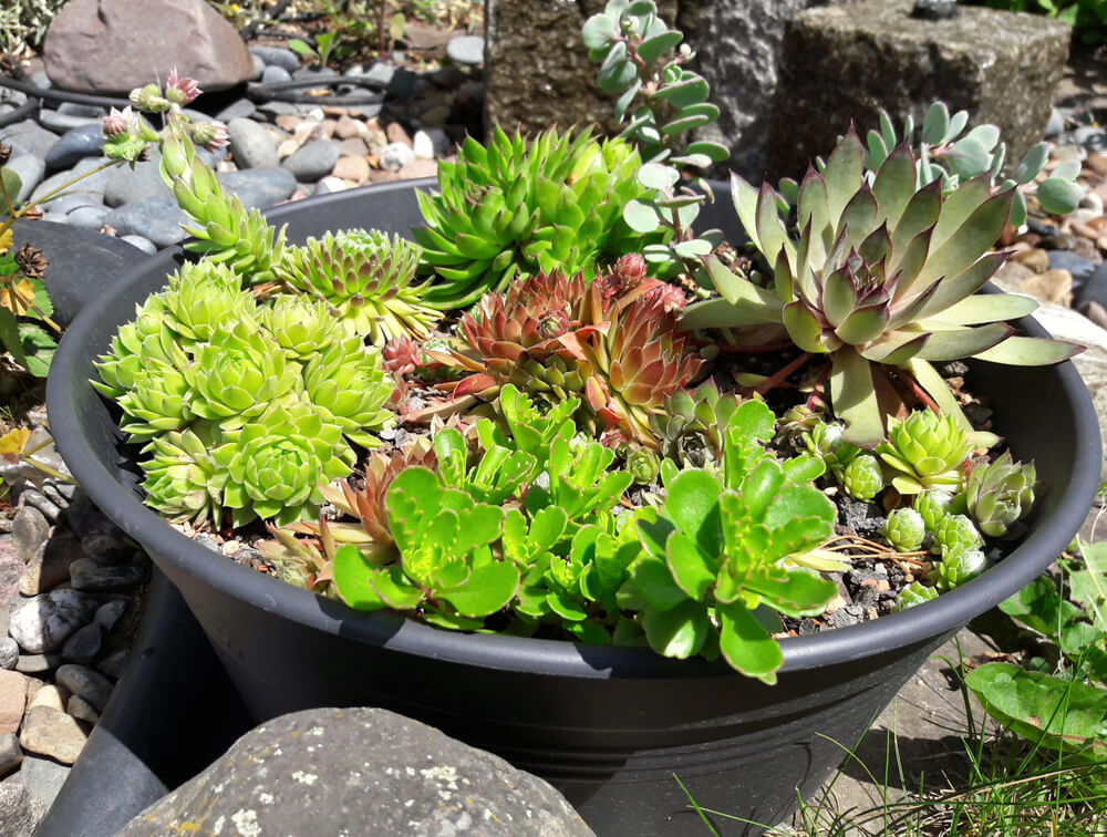 Eine große Schale mit verschiedenen Arten von Sempervivum und Sedum.