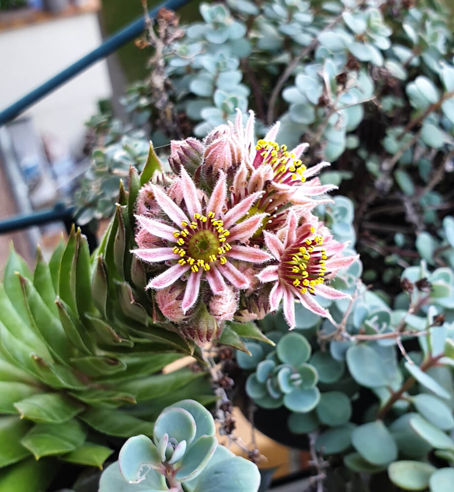 Blüte des Hauswurz/ Dachwurz/ Sempervivum.