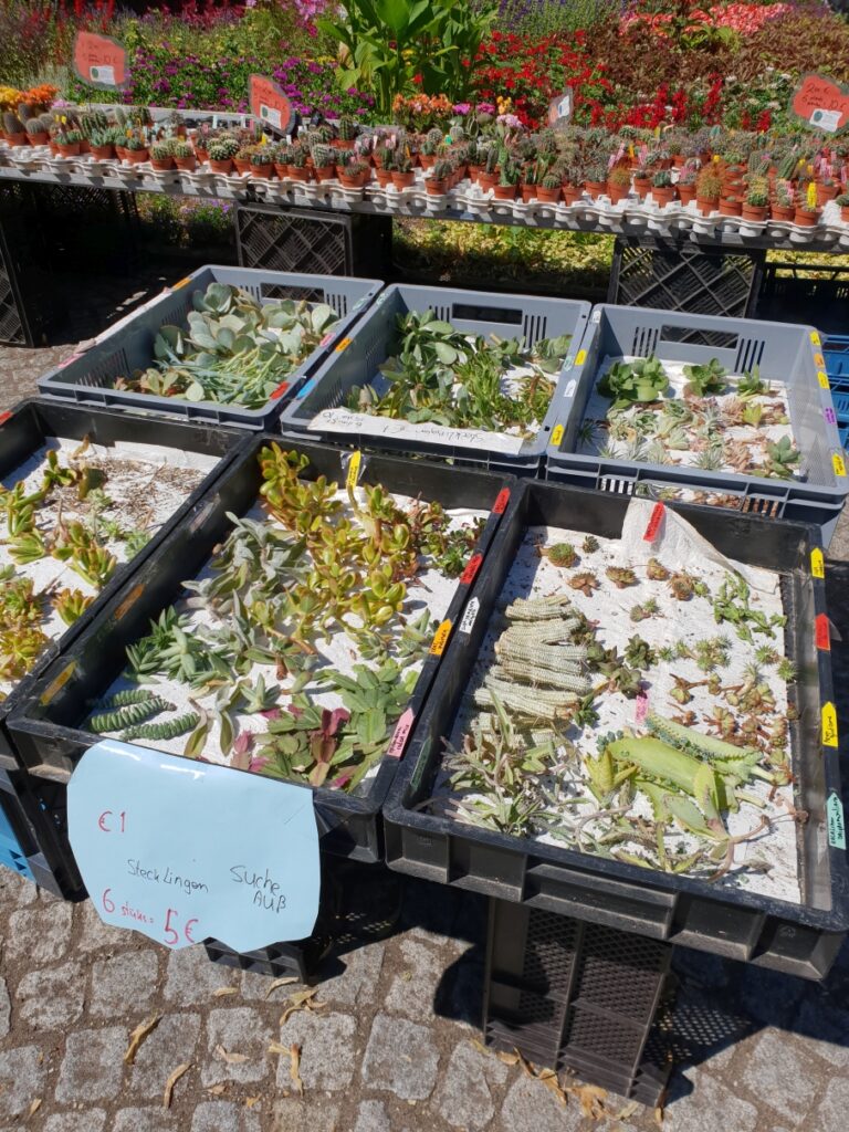 Ein Stand mit sehr jungen Sukkulenten beim Sukkulentenmarkt im Grugapark Essen.