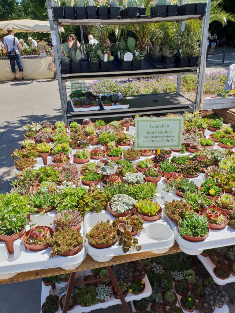 Ein Stand mit vielen kleinen Sukkulenten beim Sukkulentenmarkt im Grugapark Essen.