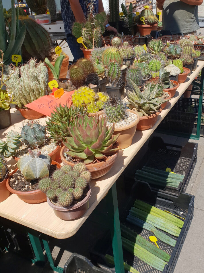 Ein Stand mit prächtigen Sukkulenten beim Sukkulentenmarkt im Grugapark Essen.