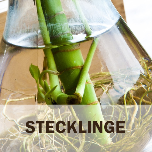 Steckling wird in Wasser bewurzelt.