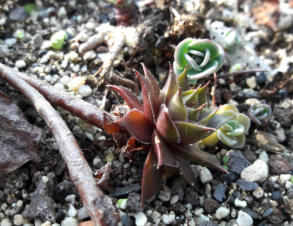 Ableger/ Kindel eines Sempervivums. Bei dieser Art kann man keine klassischen Stecklinge schneiden.