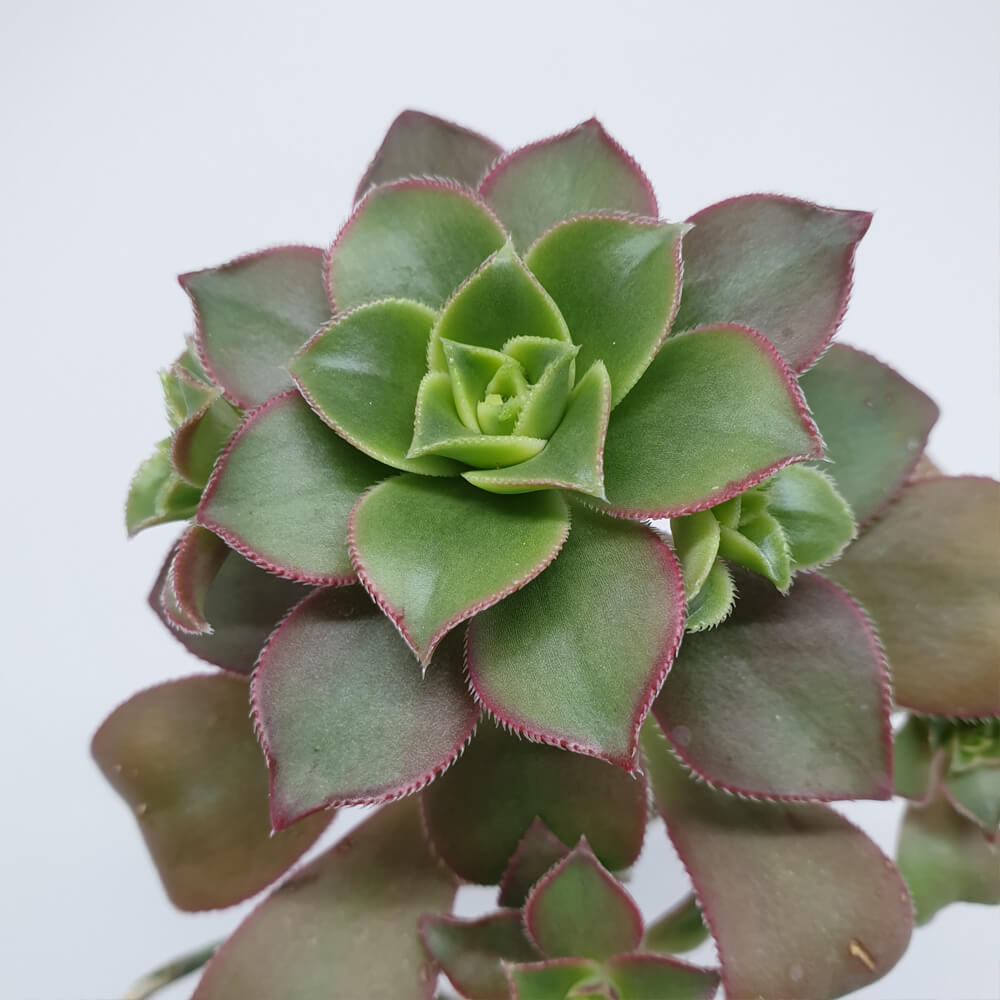 Ein Aeonium aus der Familie der Dickblattgewächse.