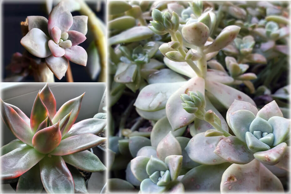 Eine Collage aus einer Echeveria, Graptoveria und Graptopetalum.