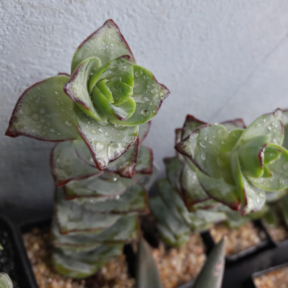 Crassula perforata - ein Mitglied aus der Familie der Dickblattgewächse