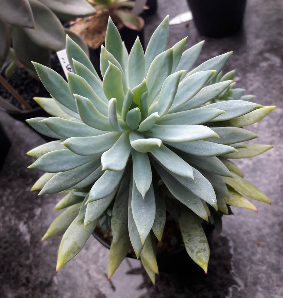 Eine Dudlyveria "white sprite" - Kreuzung aus Echeveria und Dudleya.