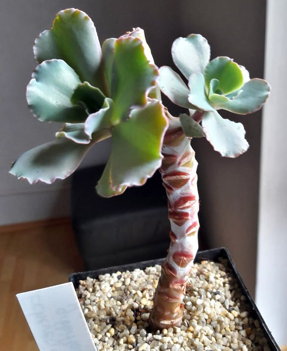 Eine Echeveria, bei der ein Kopfsteckling geschnitten wurde. Entlang des Stamms ist danach neues Wachstum aufgereten.