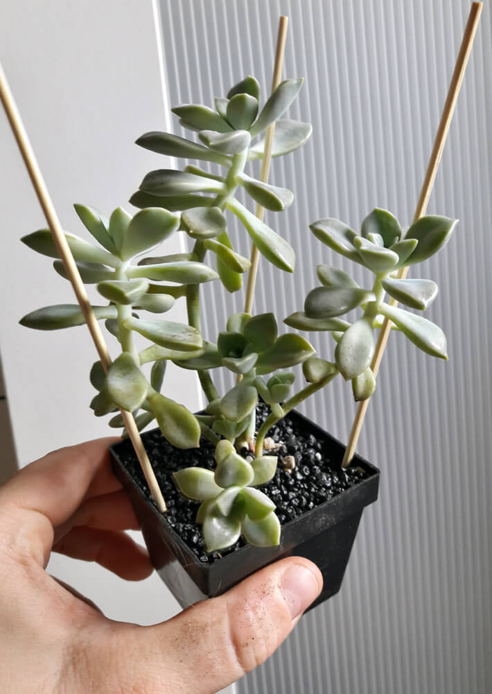 Ein Graptopetalum paraguaense cv. bernalense.