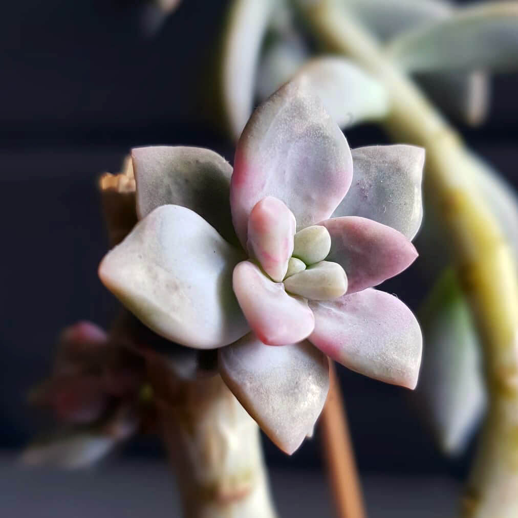 Neuer Wuchs an einer Graptoveria "kew marble"