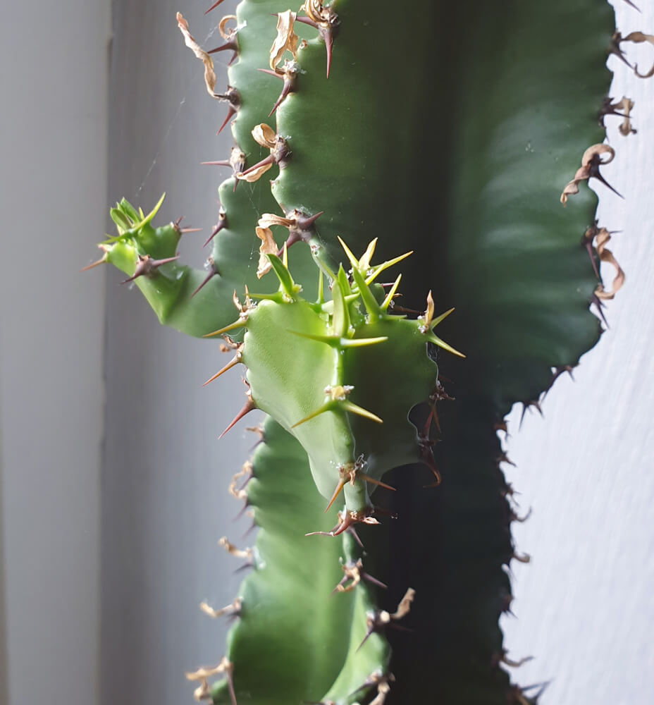Eine typische Euphorbia, die oft mit Kakteen verwechselt wird.