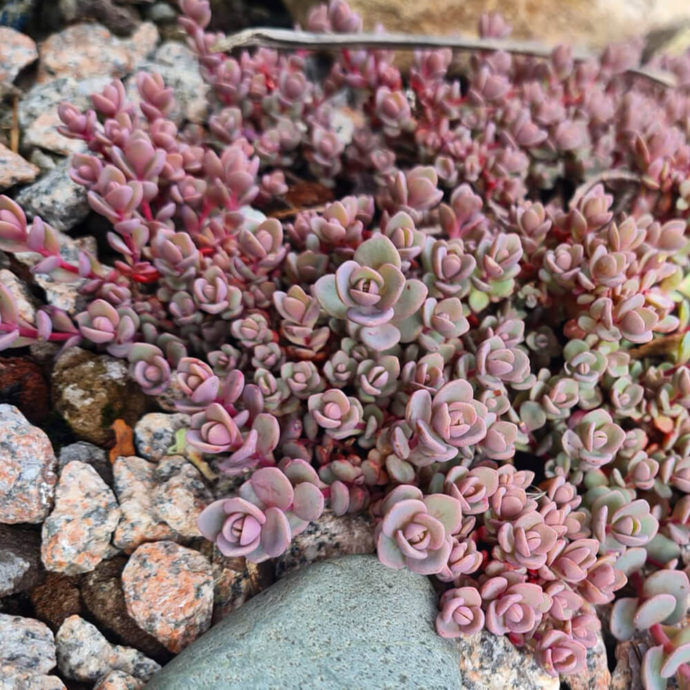 Eine kleinwüchsige Sedum-Art - auch ein Mitglied der Dickblattgewächse.