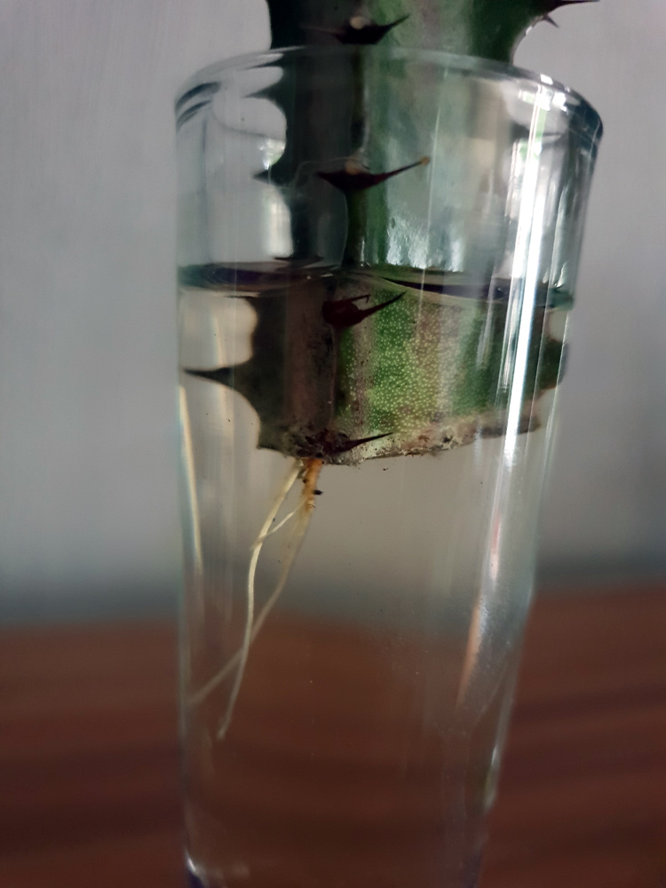 Steckling einer Euphorbia trigona wird in Wasser bewurzelt.
