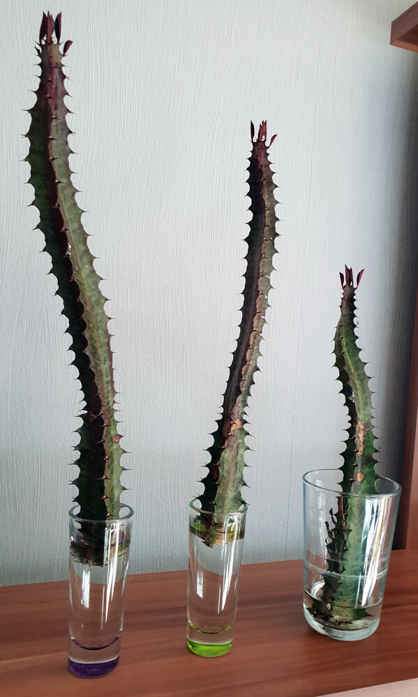 3 große Stecklinge einer Euphorbia trigona. Zur Bewurzelung stehen diese bereits in kleinen Wassergläsern.