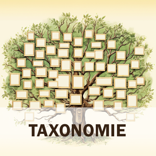 Ein Stammbaum mit vielen leeren Fächern, der als Sinnbild für Taxonomie steht.