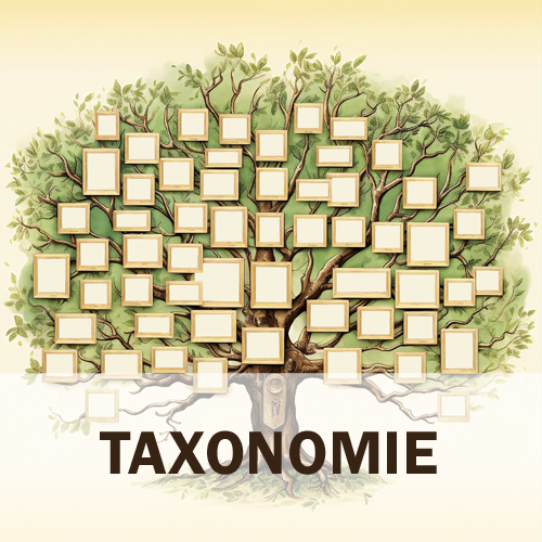 Ratgeber aus dem Sukkulenten-ABC: Erde – Ein Stammbaum mit vielen leeren Fächern, der als Sinnbild für Taxonomie steht.